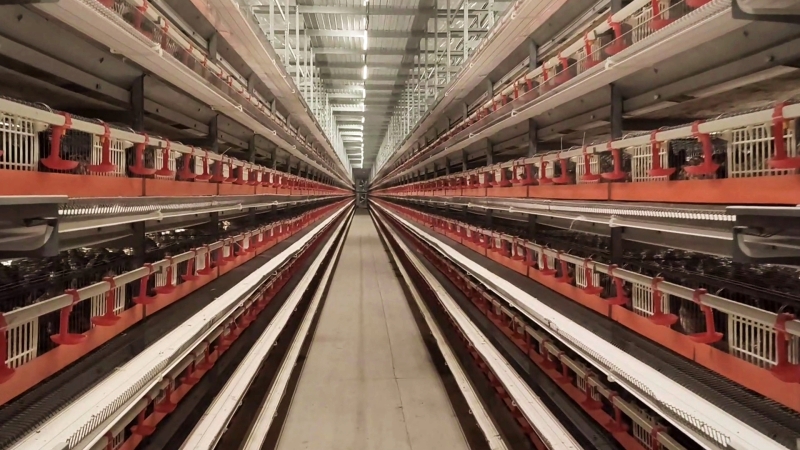 科技赋能 鹌鹑养殖走出绿色致富路