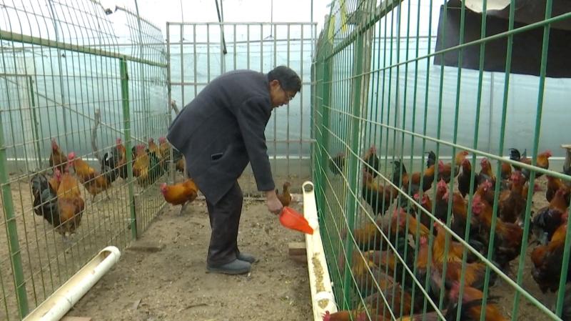 迎战寒潮 种养业积极采取防范措施