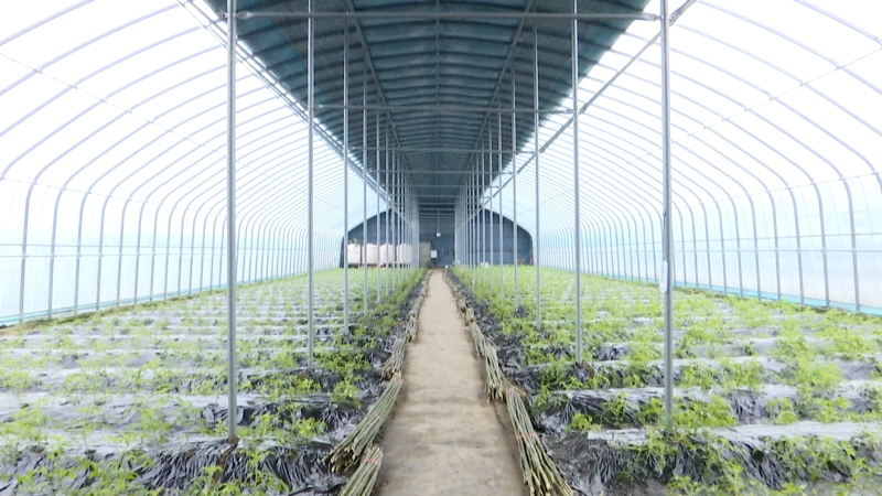 寒潮来袭 农业部门提醒做好防冻防雪工作