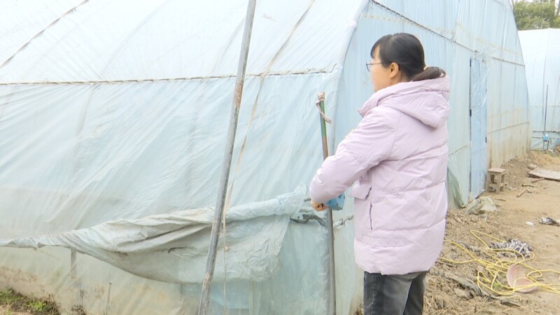 寒潮将至 种植户及时为作物御寒保暖