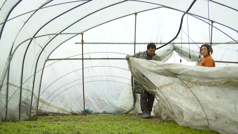 黄桥镇:积极应对寒潮 守护好“菜篮子”