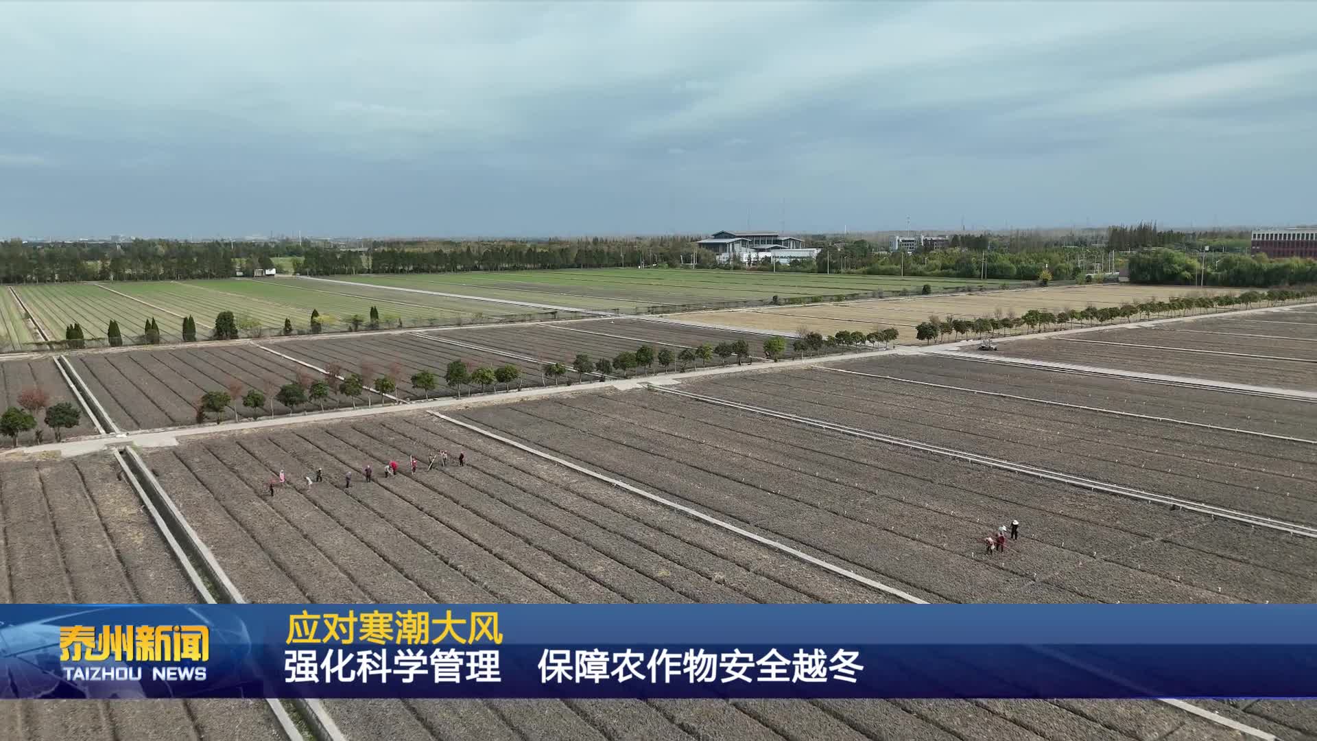 应对寒潮大风  强化科学管理 保障农作物安全越冬