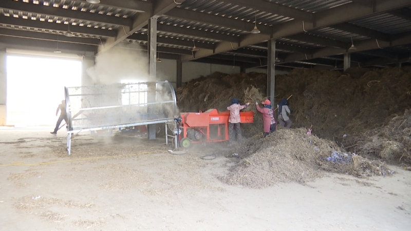 “疏堵結合”破秸稈處理難題 鄉村振興添靚麗風景