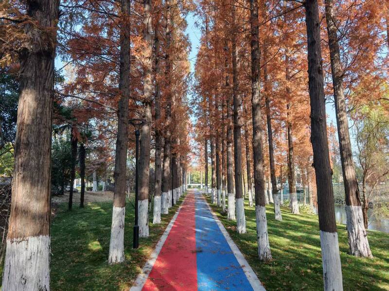 2.45万平米!联盟中沟两侧绿地建成开放